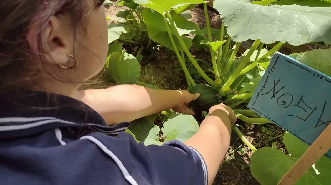Estudiante cuidando cultivos en la huerta escolar